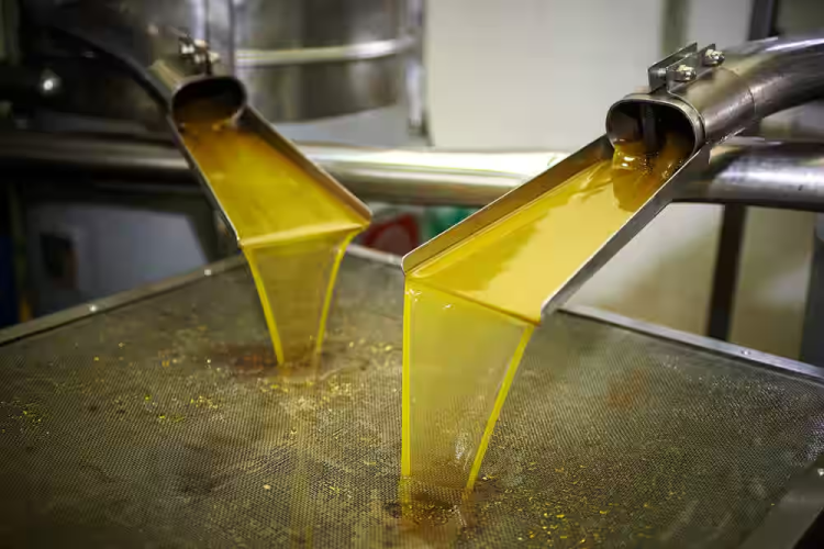 Cold-pressed oil extraction process in industrial oil mill